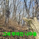 백두대간 2곳 산더덕 산행.175 (대박지 선객) 이미지