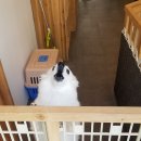 강아지를 미용하는 여자 이미지