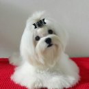 히든밸리켄넬 이미지