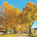 스테이 띠앗 이미지