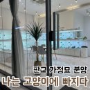 나는 고양이에 빠지다 | 판교 가정묘 분양, 나는 고양이에 빠지다, 랙돌분양,랙돌블루바이