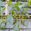 일동축산 이미지