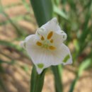 스노우드롭 이미지