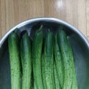 눈물의 오이 소박이🥒🥒🥒 이미지