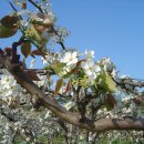 배꽃가든 이미지