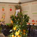 감귤향기 이미지