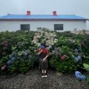 답다니언덕집 | 답다니수국밭 소요시간 답다니수국밭 6월 수국꽃한송이