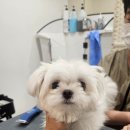 이쁘개왈왈 이미지