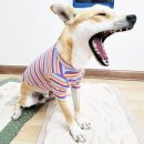 뭉블리 | 강아지가을옷 뭉블리 moongvely 주름 프릴 T 반려견 다온이 착샷 후기