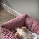 세상 편하개 이미지