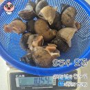 오늘 발송~ 쫄깃쫄깃 맛있는 왕 흑고동 이미지
