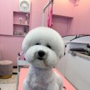 산두로 이미지