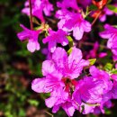 분당서현약국 이미지