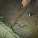 장어잡는날 이미지