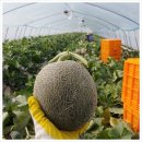 식이네농장 이미지