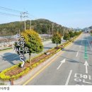 완도호랑가시나무 가로수길 이미지