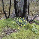 곰배령 꽃길 이미지