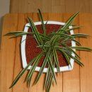 이화초등학교 이미지