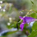 노고단-9 이미지