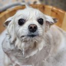 꿈꾸는 강아지 이미지