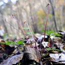 11월의 남산제비꽃 이미지