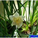 에스텔라 이미지