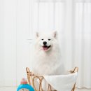 펫 패밀리 이미지