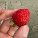 지산농장 | 아이랑 실내 가볼 만한 곳 추천 포레스트벨 딸기체험농장 동물체험 후기