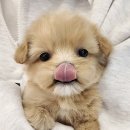 퍼피블랑 | 대전강아지분양 블랑퍼피에서 반려견을 만났어요🐶💛