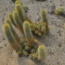 방림원 식물원 이미지