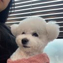 빛이날개 이미지