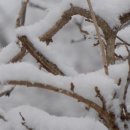 눈꽃이피다 이미지