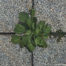 은빛로17번길 이미지