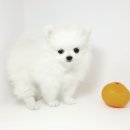 미스터멍 이미지