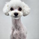 행복펫 애견미용실 이미지