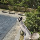 사랑할개 | 전주애견미용 사랑할개, 대형견출장미용 믿고 맡긴 후기!
