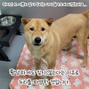 두리 스토리 네이버블로그