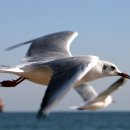 부산갈메기 이미지