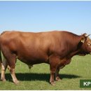 강원한우농장 이미지