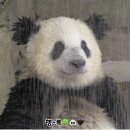 화이트워시죤 | [임신일기 26주차]스토케 트립트랩 구매,W병원 광주 임당검사,나주헬퍼 신청,임신증상, 체중증가, 배크기