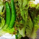 명품뽈찜 네이버블로그
