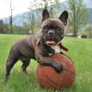 강아지발바닥 이미지