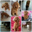 코코펫살롱&호텔 이미지