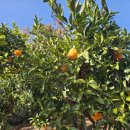 법환동-19 이미지