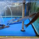 싱싱오징어바다 이미지