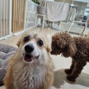 케니애견돌봄센터 이미지