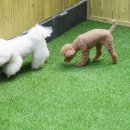 옐레드 애견유치원&애견호텔 부산용호점 이미지