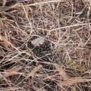 버르장머리 이미지