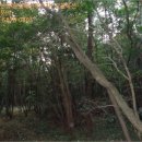 중문동-17 이미지