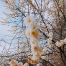 보령산양산삼 이미지